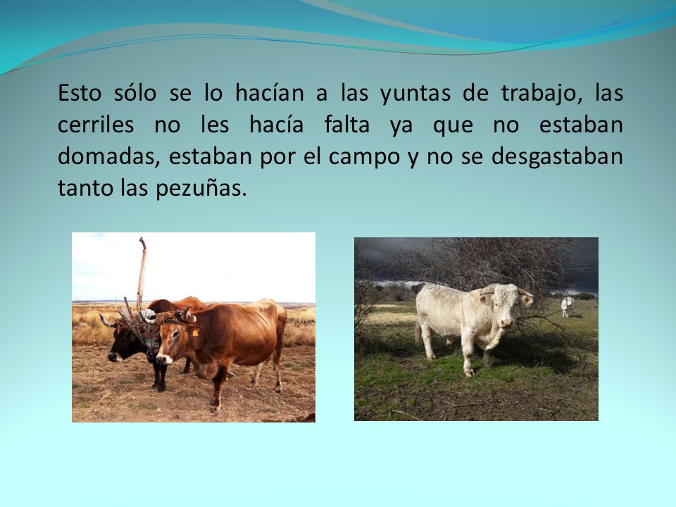 Esto sólo se lo hacían a las yuntas de trabajo, las cerriles no les hacía falta ya que no estaban domadas, estaban por el campo y no se desgastaban tanto las pezuñas.