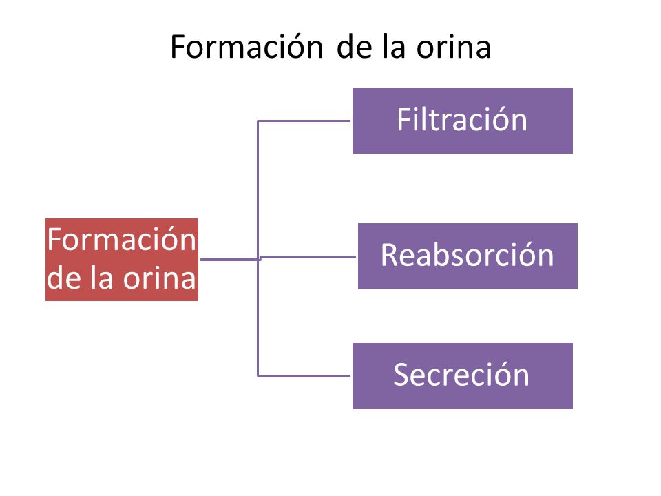 Formación de la orina Filtración Formación de la orina Reabsorción