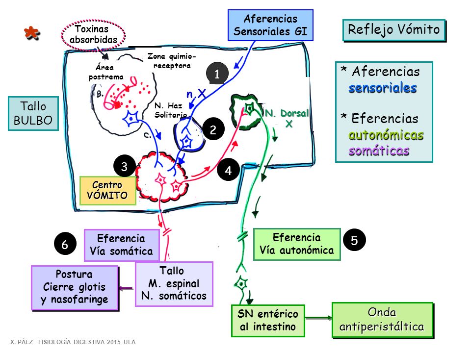 * Reflejo Vómito * Aferencias sensoriales * Eferencias autonómicas