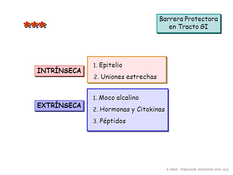 *** Barrera Protectora en Tracto GI 2. Uniones estrechas INTRÍNSECA