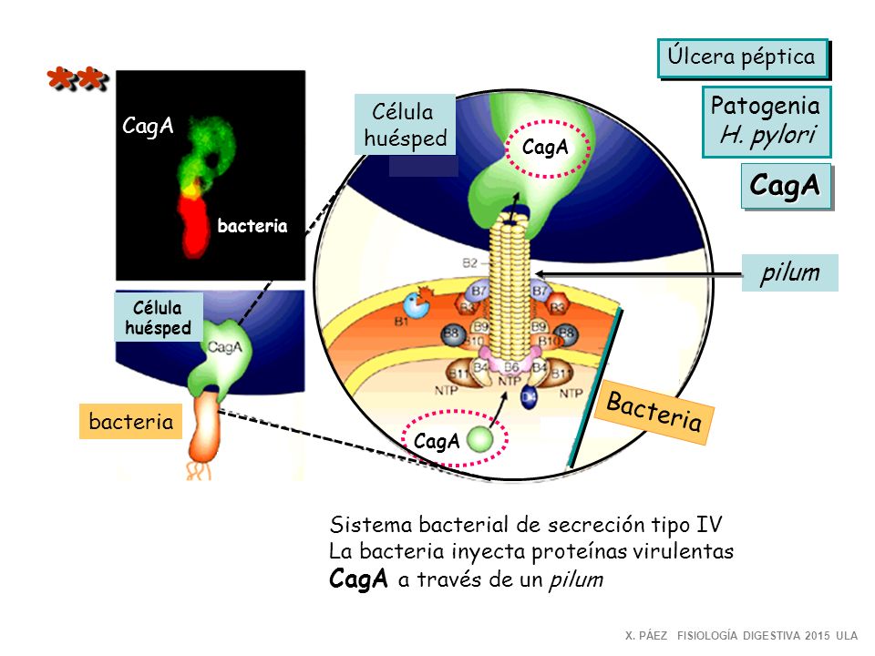* * CagA Patogenia H. pylori pilum Bacteria CagA a través de un pilum