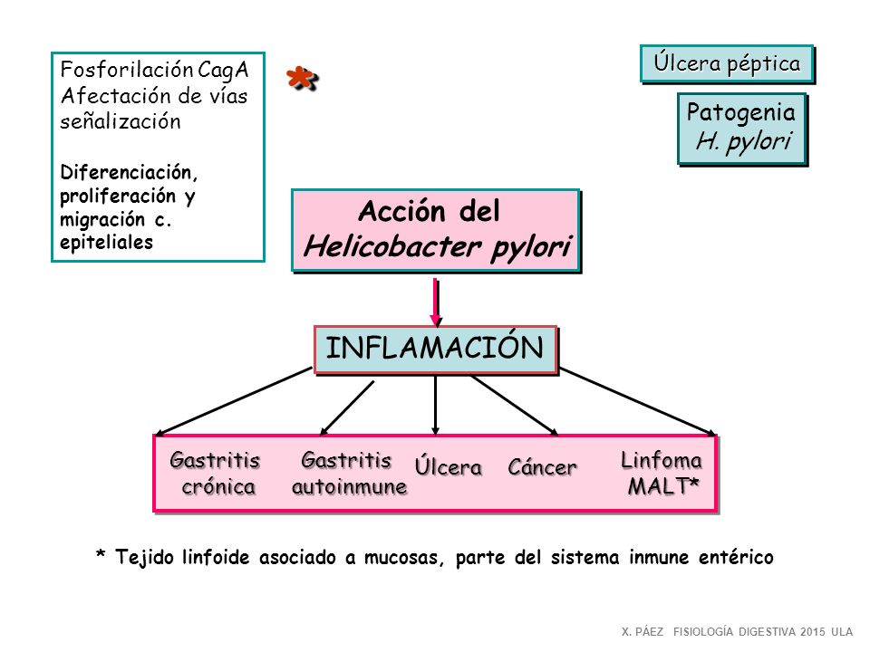 * Acción del Helicobacter pylori INFLAMACIÓN Patogenia H. pylori