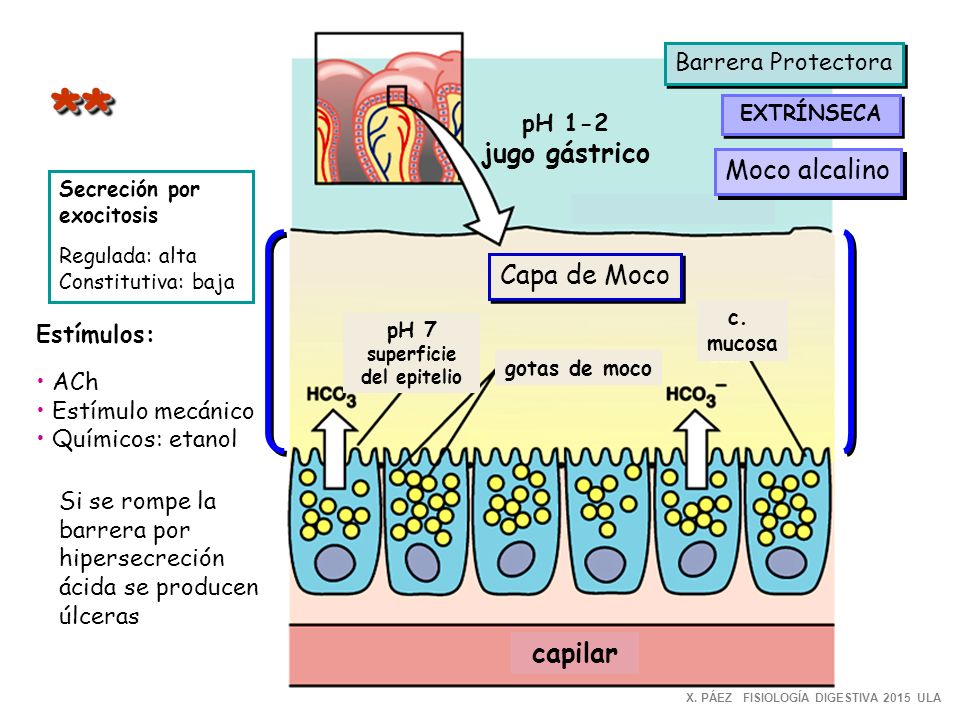 ** jugo gástrico Moco alcalino Capa de Moco capilar Barrera Protectora