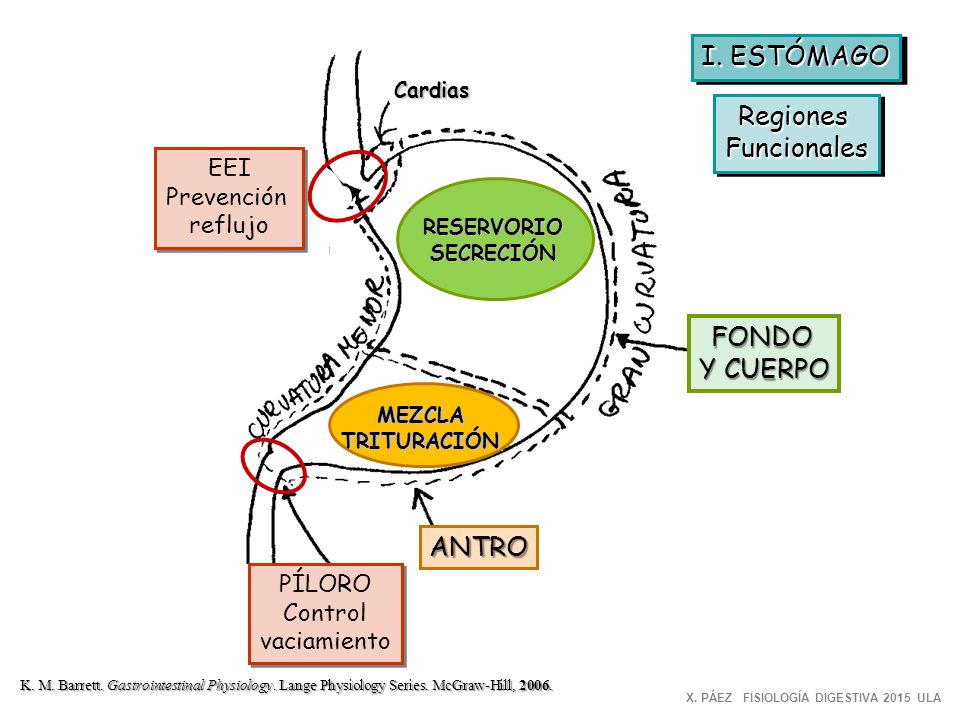 I. ESTÓMAGO Regiones Funcionales FONDO Y CUERPO ANTRO EEI Prevención