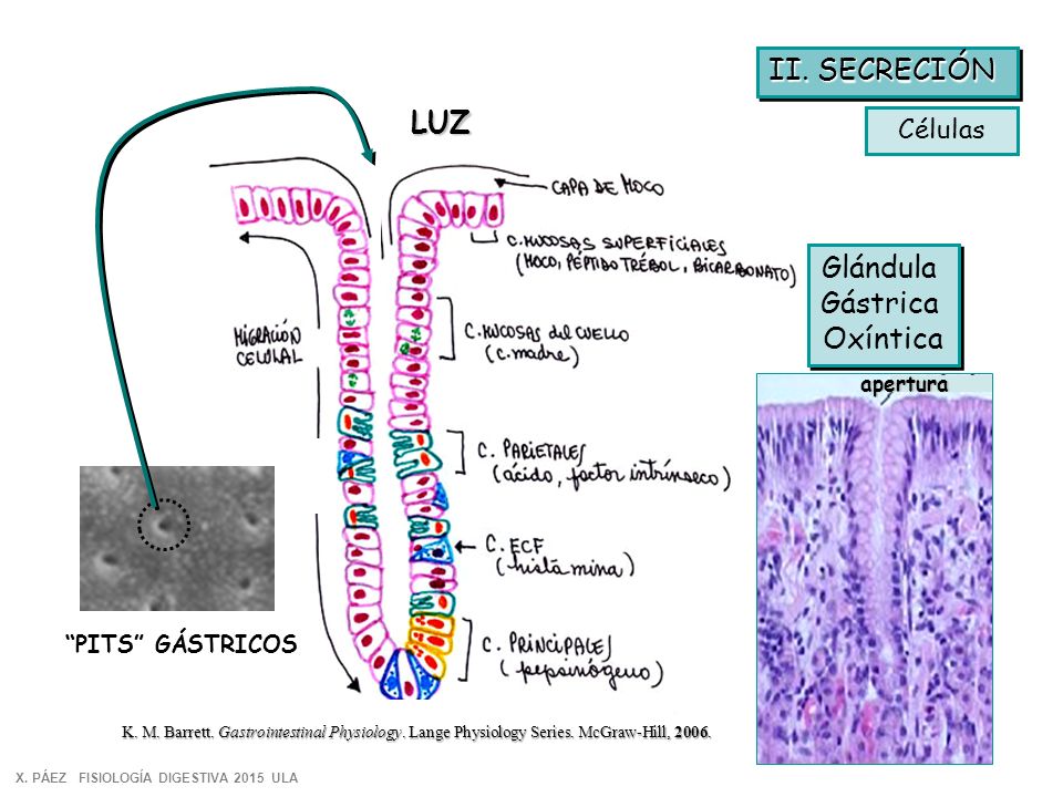 II. SECRECIÓN LUZ Glándula Gástrica Oxíntica Células PITS GÁSTRICOS