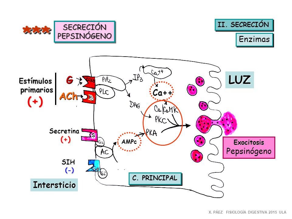 *** LUZ (+) G ACh Enzimas Ca++ Pepsinógeno Intersticio SECRECIÓN