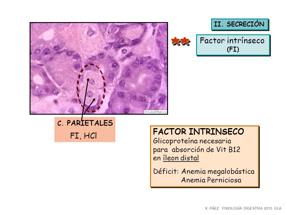 ** Factor intrínseco FI, HCl FACTOR INTRINSECO Glicoproteína necesaria