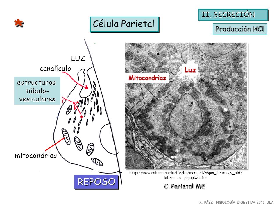 * Célula Parietal REPOSO II. SECRECIÓN Producción HCl LUZ canalículo