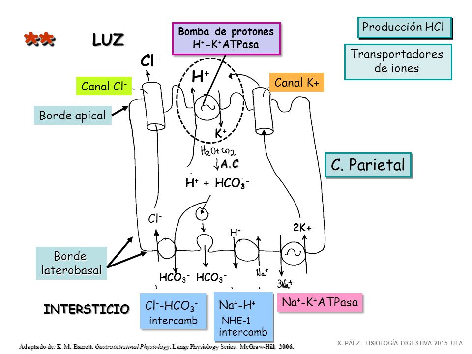 ** LUZ Cl- H+ C. Parietal Producción HCl Transportadores de iones