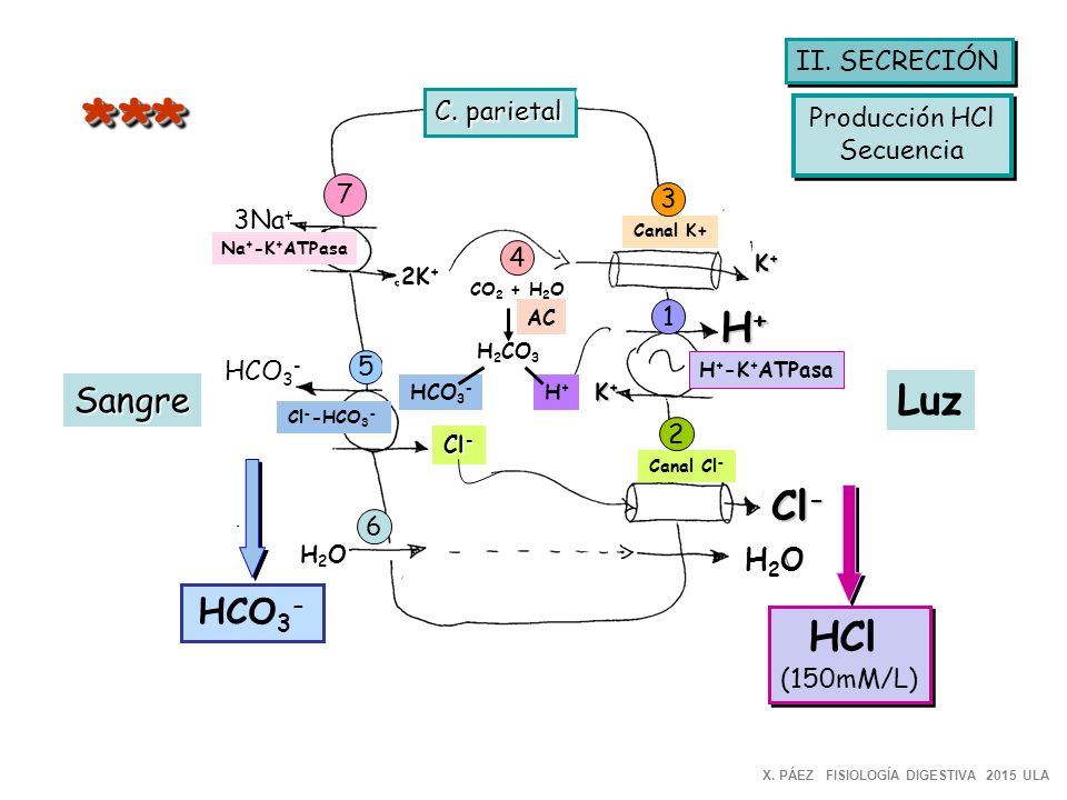 * * * H+ Luz Cl- HCl Sangre HCO3- H2O II. SECRECIÓN C. parietal