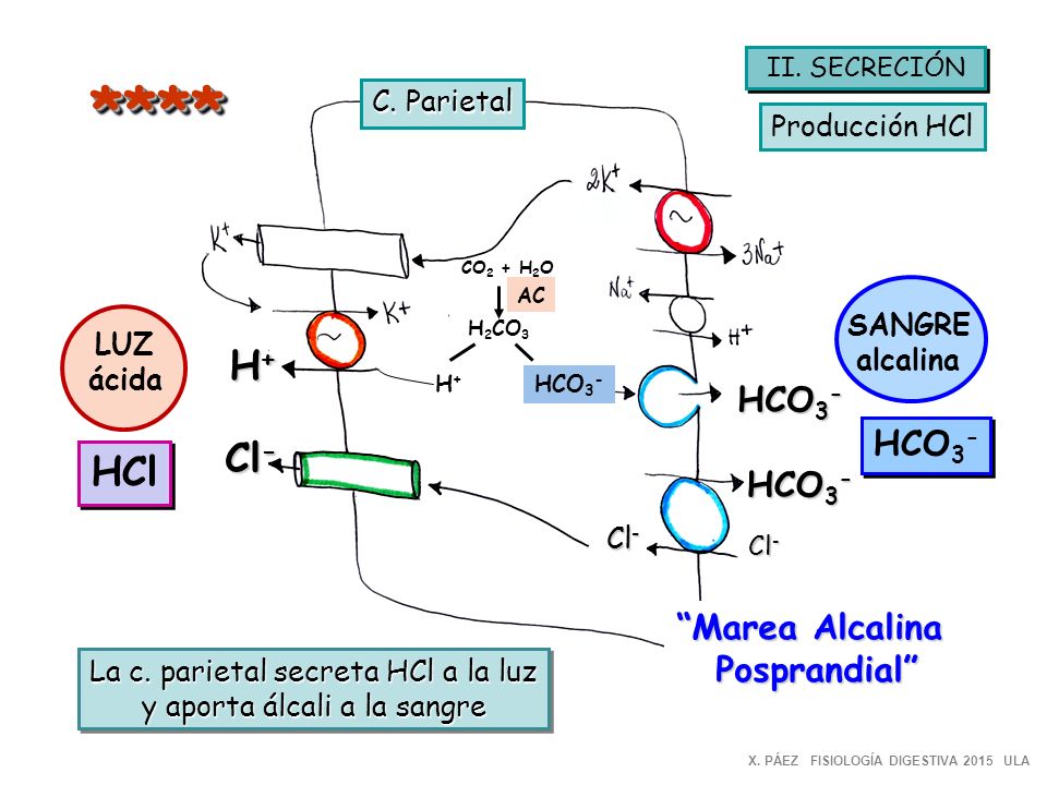 **** H+ Cl- HCl HCO3- HCO3- HCO3- Marea Alcalina Posprandial