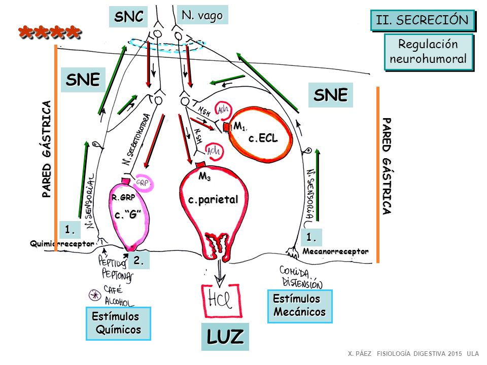 **** LUZ SNE SNE SNC N. vago II. SECRECIÓN Regulación neurohumoral