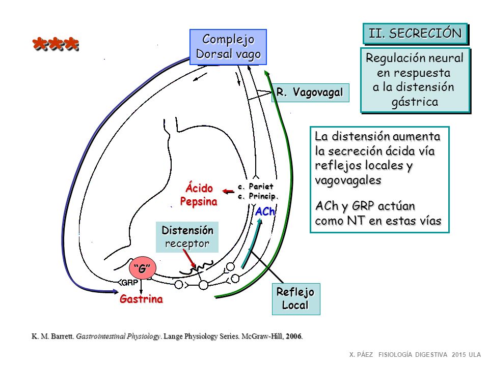 *** II. SECRECIÓN Complejo Dorsal vago Regulación neural en respuesta