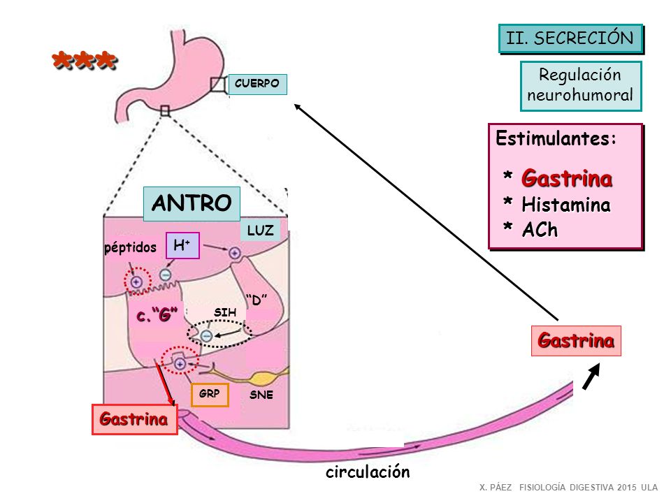 *** ANTRO Estimulantes: * Gastrina * Histamina * ACh Gastrina