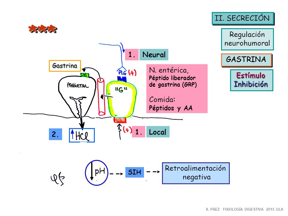 *** pH II. SECRECIÓN Regulación neurohumoral 1. Neural GASTRINA