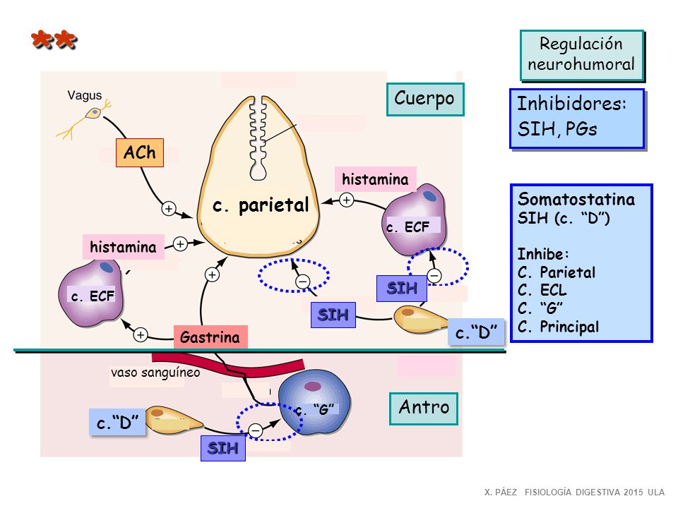 * * Cuerpo Inhibidores:SIH, PGs c. parietal Antro Regulación