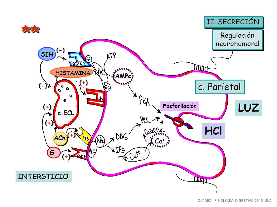 ** LUZ HCl c. Parietal II. SECRECIÓN Regulación neurohumoral Ca++ G