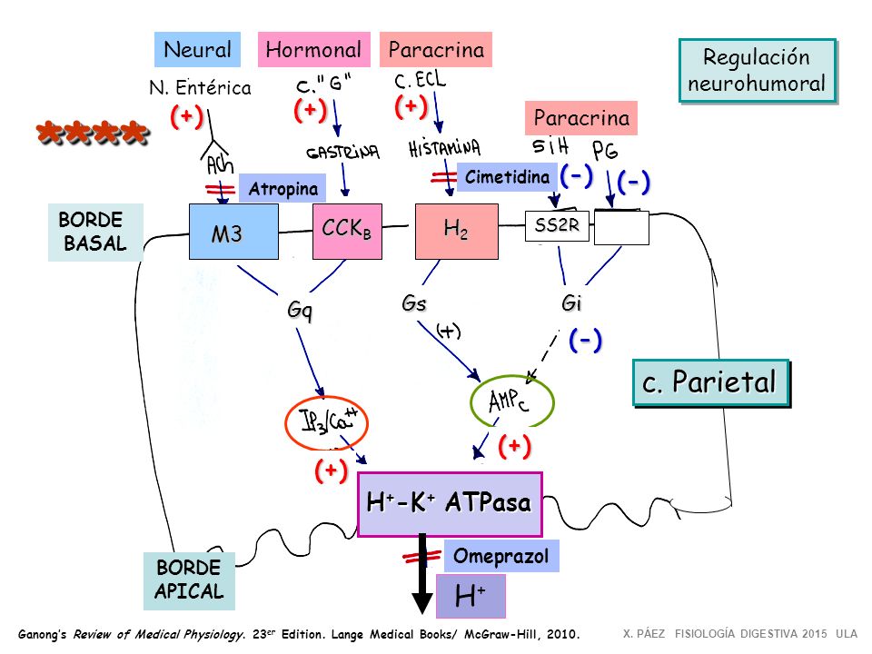 **** c. Parietal H+ (+) (+) (+) (-) (-) (-) (+) (+) H+-K+ ATPasa