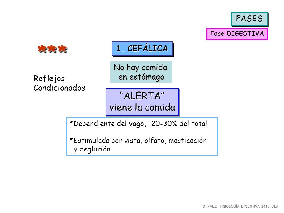 * * * ALERTA viene la comida FASES 1. CEFÁLICA No hay comida