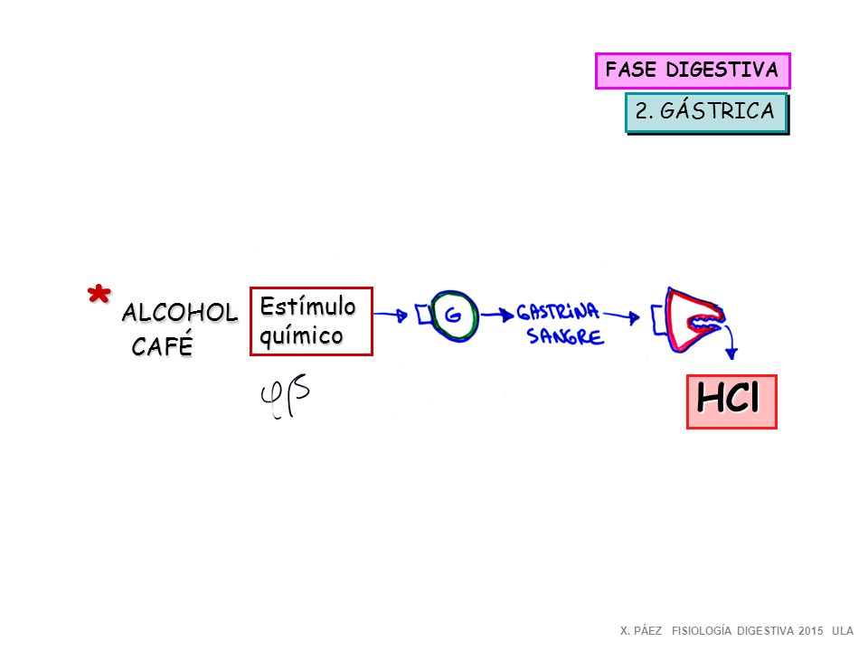 * ALCOHOL HCl Estímulo CAFÉ químico 2. GÁSTRICA FASE DIGESTIVA