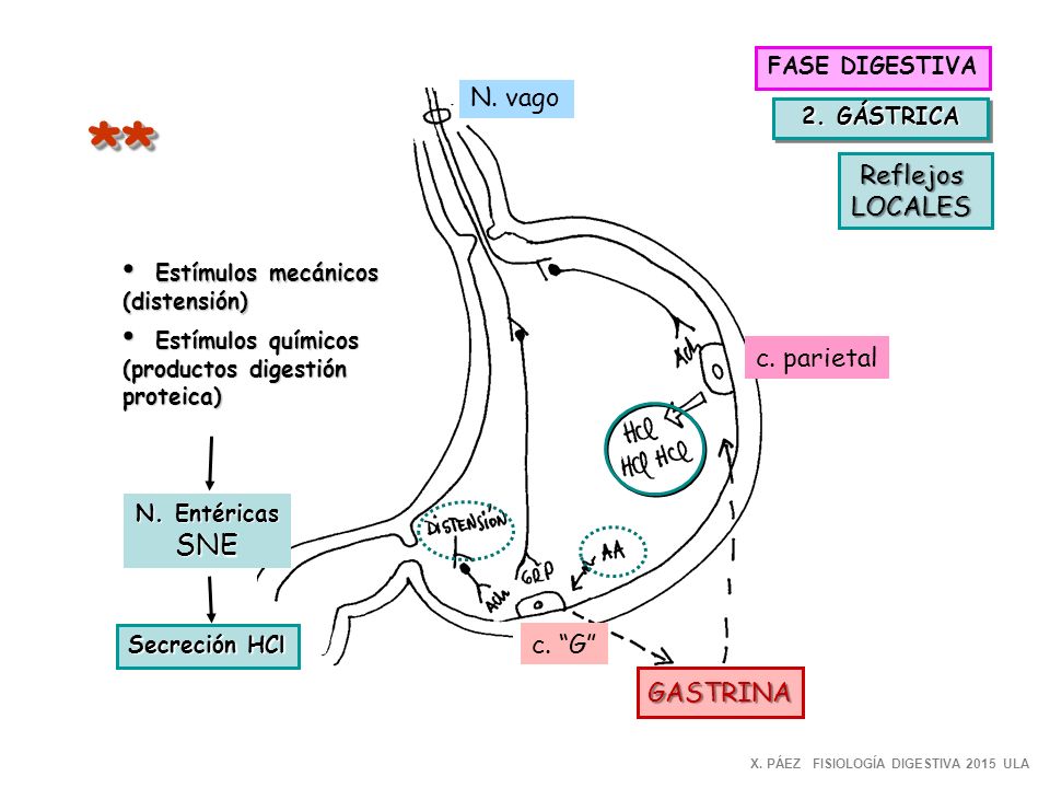 ** SNE N. vago Reflejos LOCALES c. parietal c. G GASTRINA