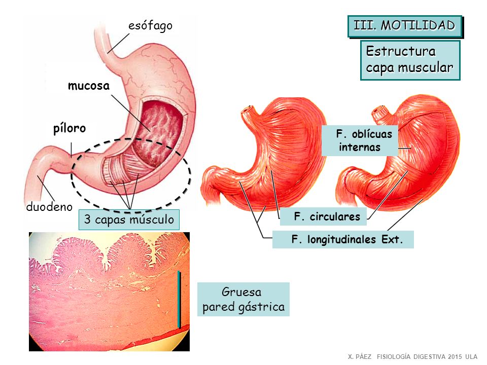 Estructura capa muscular esófago III. MOTILIDAD mucosa píloro duodeno