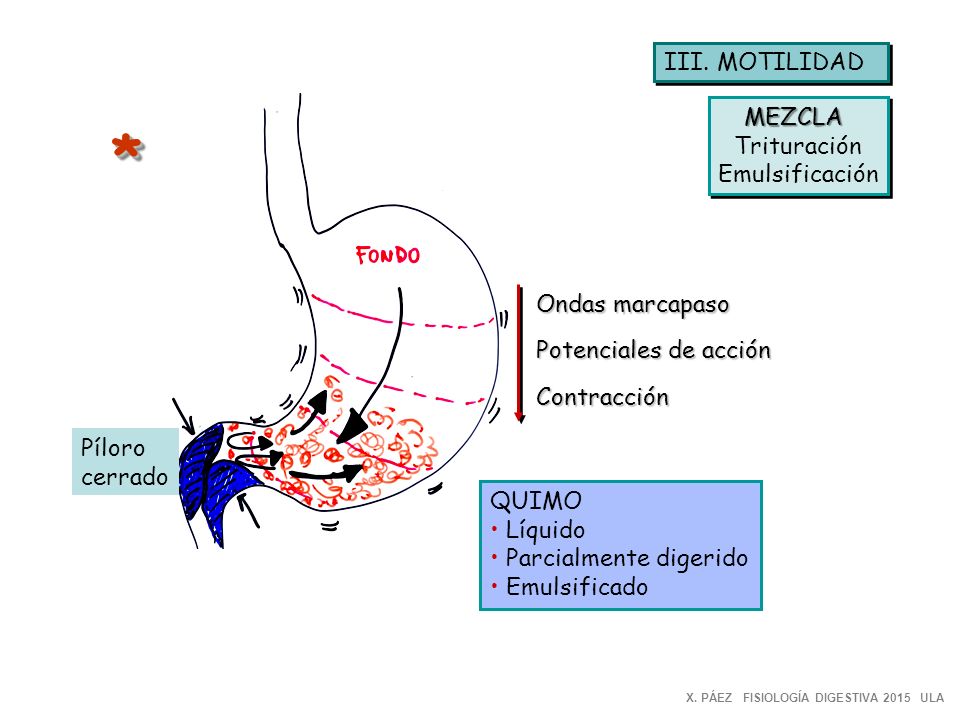 * III. MOTILIDAD MEZCLA Trituración Emulsificación Ondas marcapaso