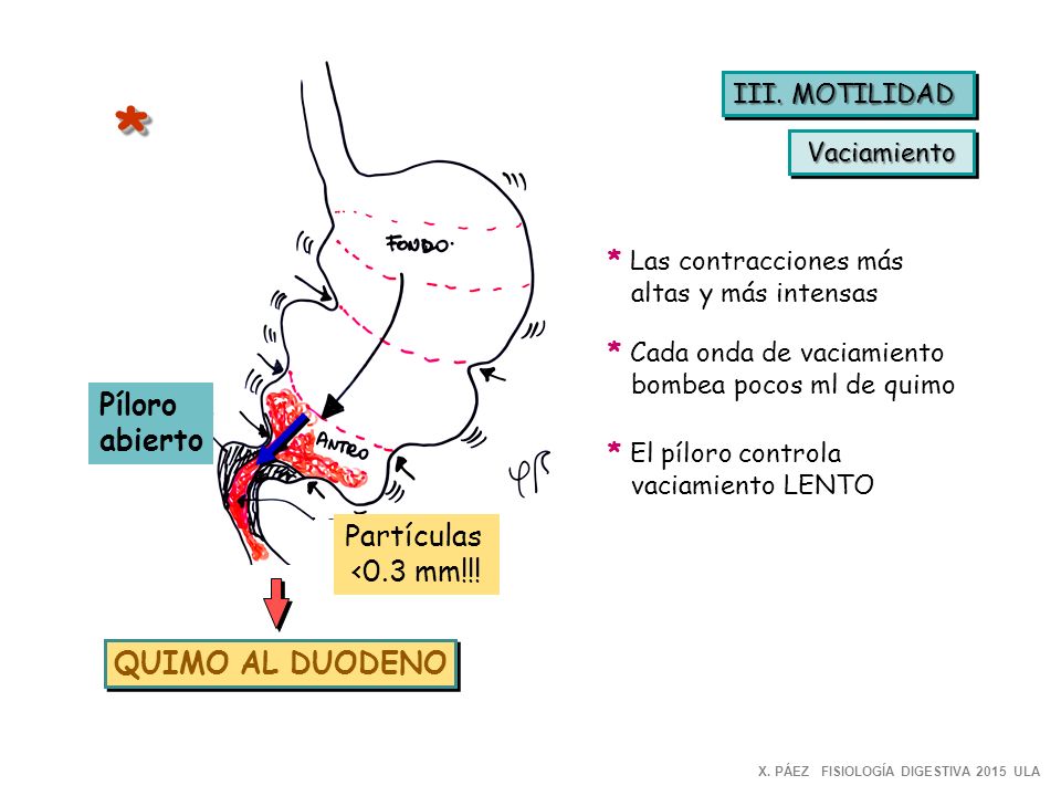 * Píloro abierto Partículas <0.3 mm!!! QUIMO AL DUODENO