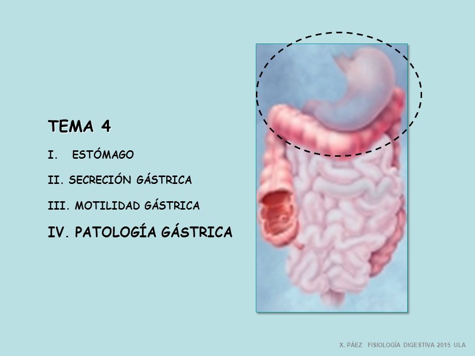TEMA 4 IV. PATOLOGÍA GÁSTRICA I. ESTÓMAGO II. SECRECIÓN GÁSTRICA