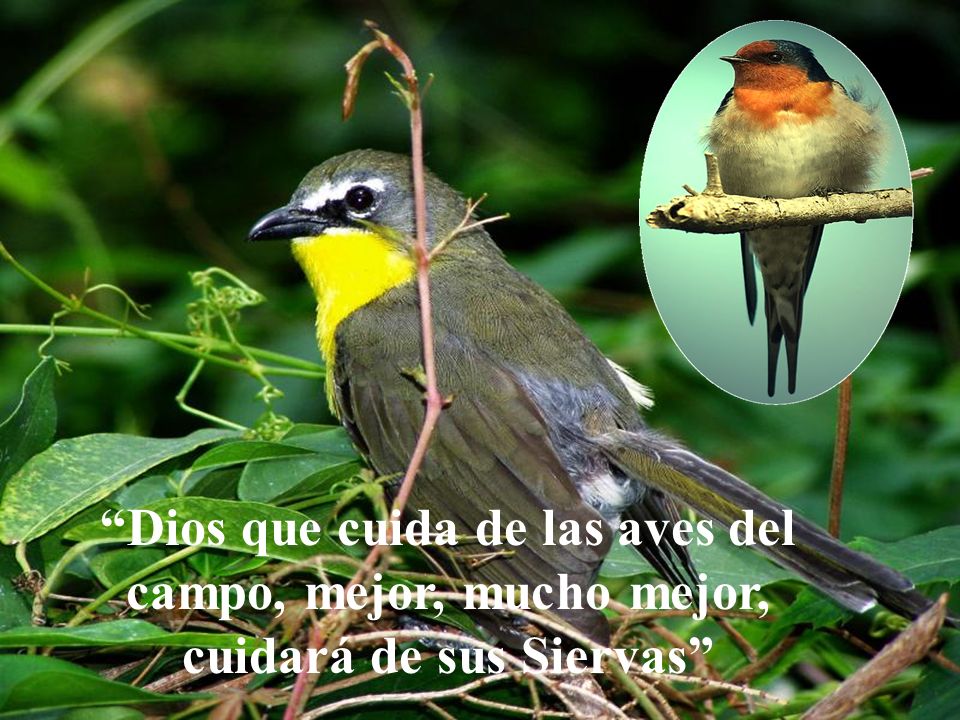 Dios que cuida de las aves del campo, mejor, mucho mejor, cuidará de sus Siervas