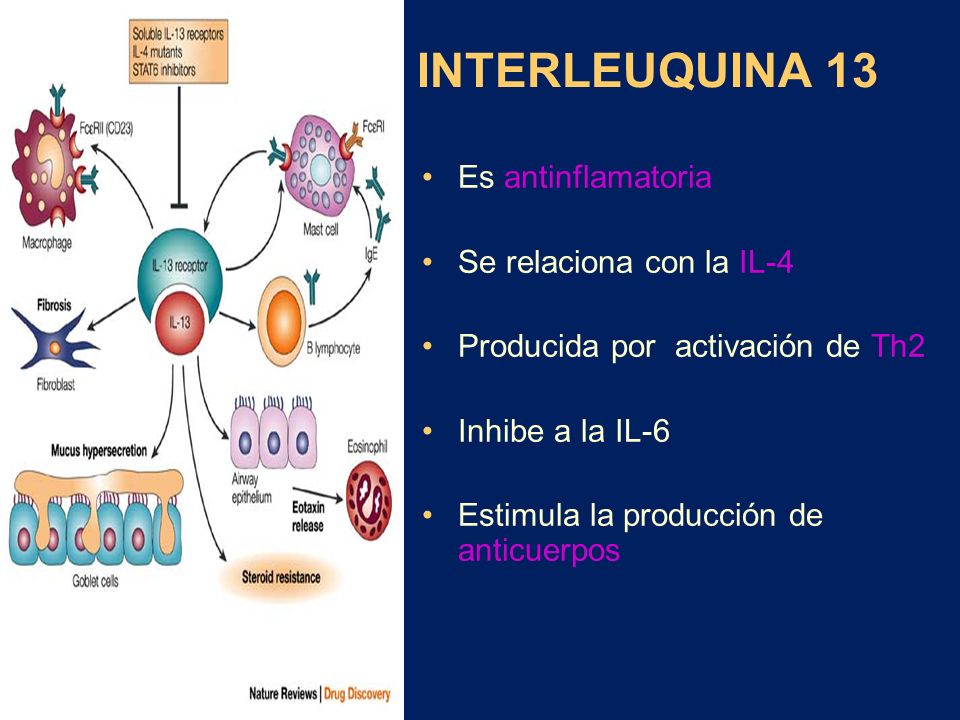 INTERLEUQUINA 13 Es antinflamatoria Se relaciona con la IL-4
