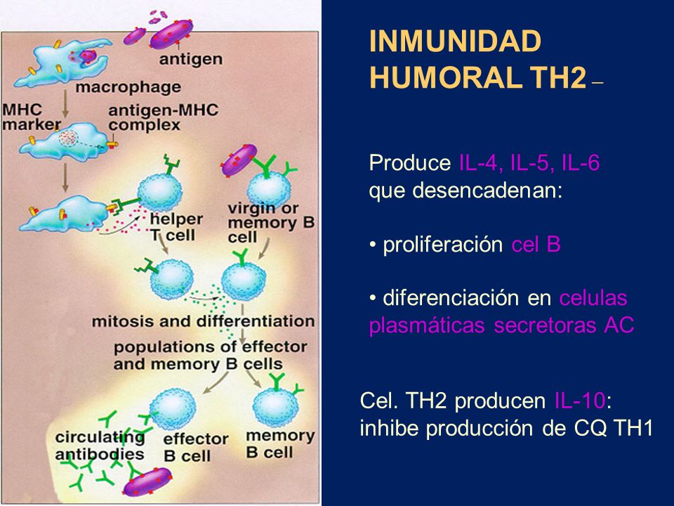 INMUNIDAD HUMORAL TH2 – Produce IL-4, IL-5, IL-6 que desencadenan:
