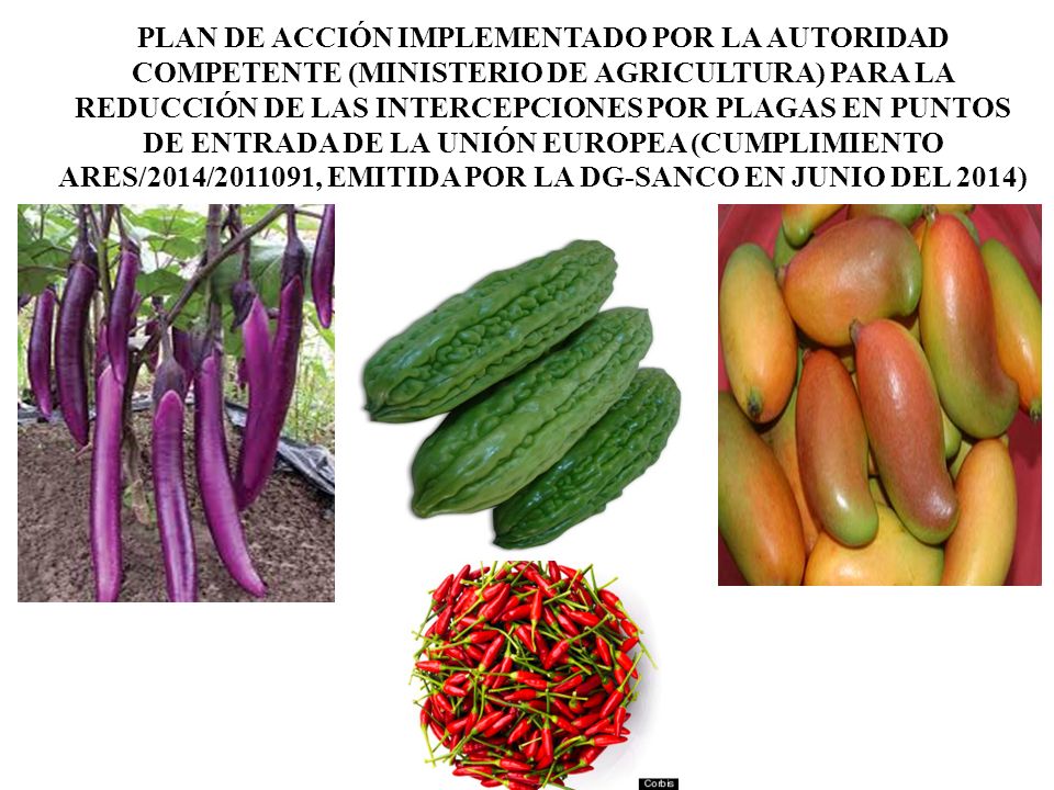 PLAN DE ACCIÓN IMPLEMENTADO POR LA AUTORIDAD COMPETENTE (MINISTERIO DE AGRICULTURA) PARA LA REDUCCIÓN DE LAS INTERCEPCIONES POR PLAGAS EN PUNTOS DE ENTRADA DE LA UNIÓN EUROPEA (CUMPLIMIENTO ARES/2014/ , EMITIDA POR LA DG-SANCO EN JUNIO DEL 2014)
