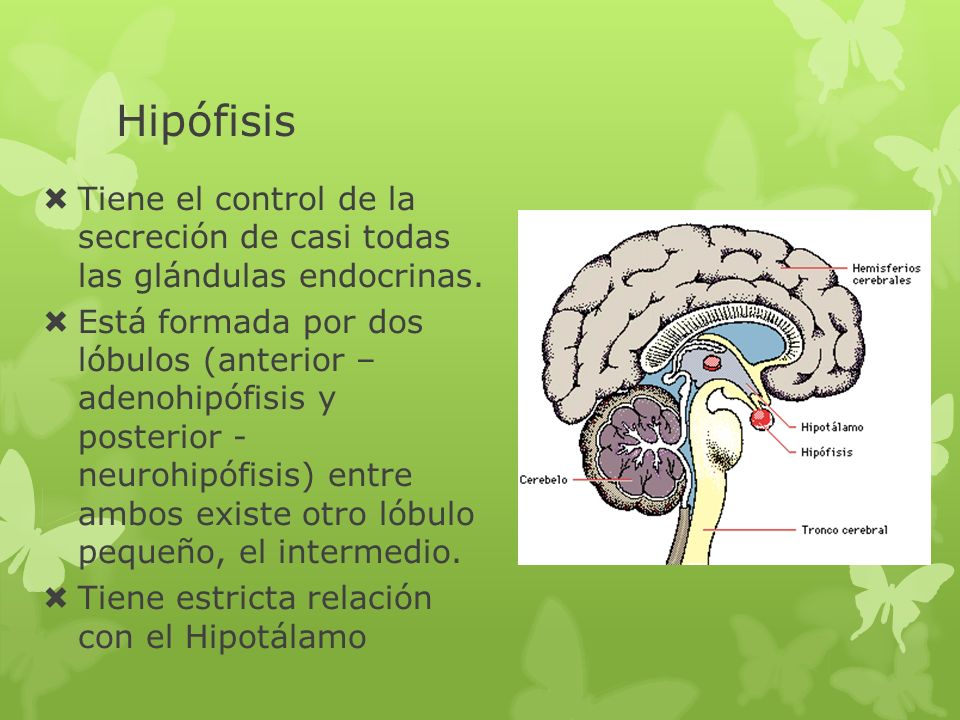 Hipófisis Tiene el control de la secreción de casi todas las glándulas endocrinas.