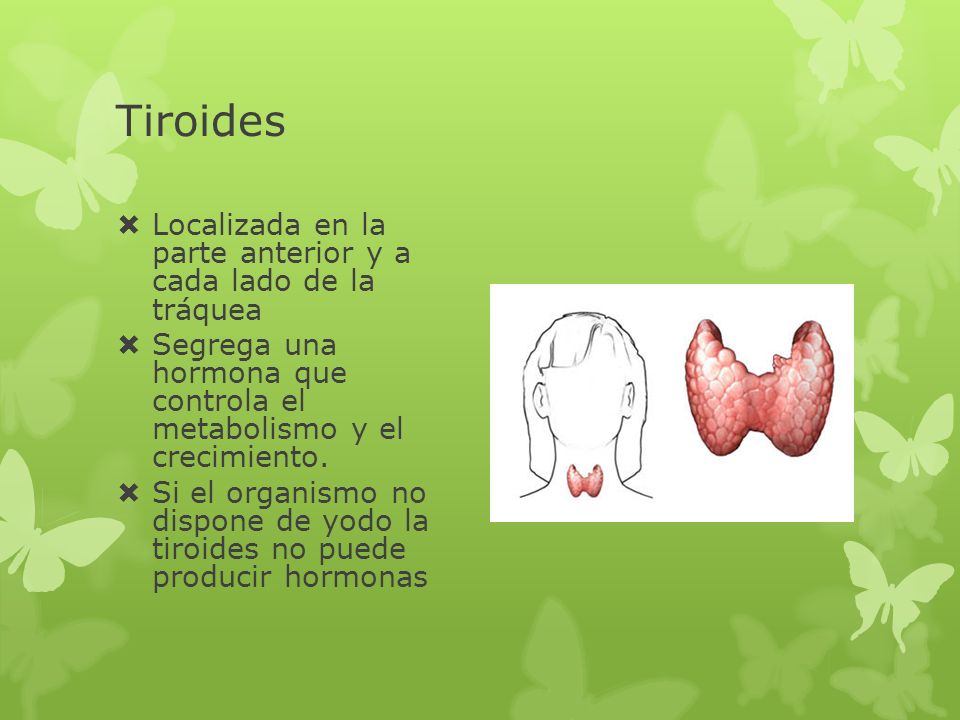 Tiroides Localizada en la parte anterior y a cada lado de la tráquea