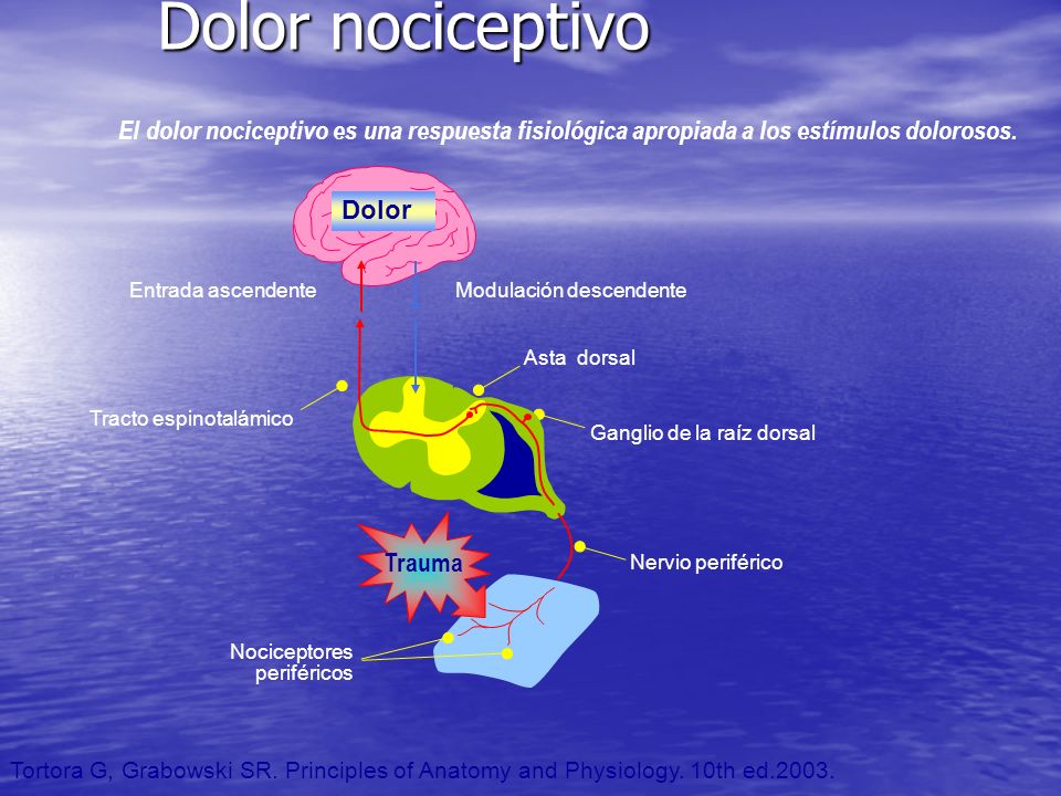 Dolor nociceptivo El dolor nociceptivo es una respuesta fisiológica apropiada a los estímulos dolorosos.