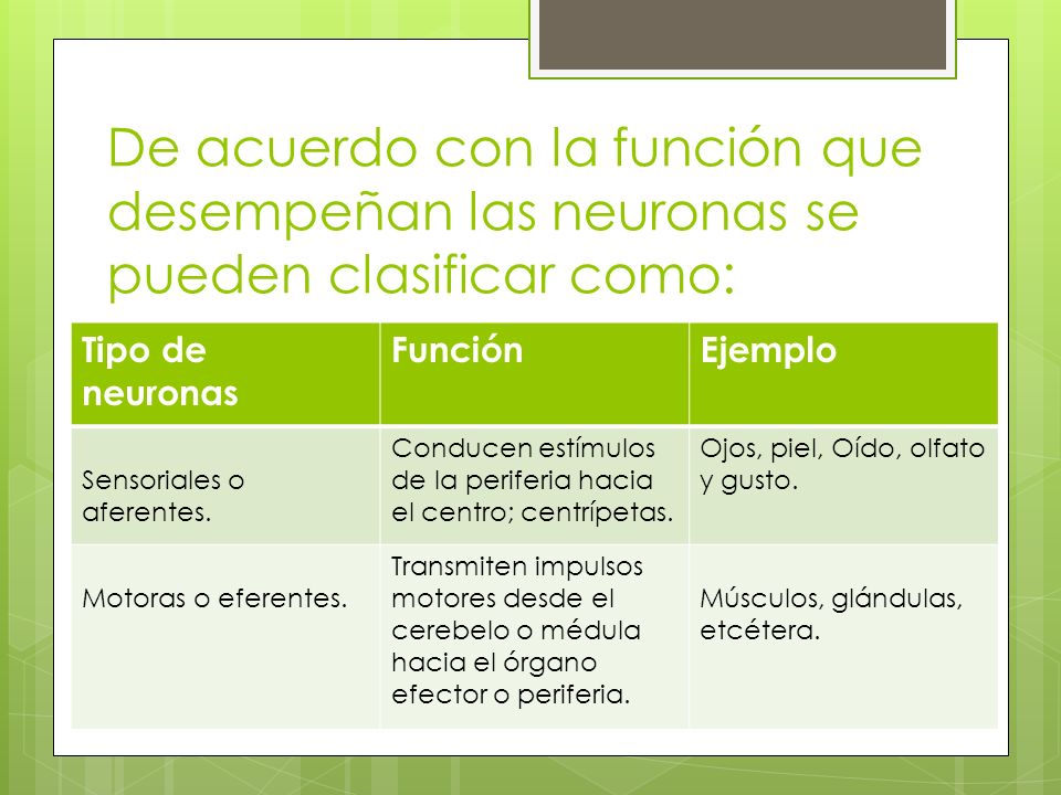 De acuerdo con la función que desempeñan las neuronas se pueden clasificar como: