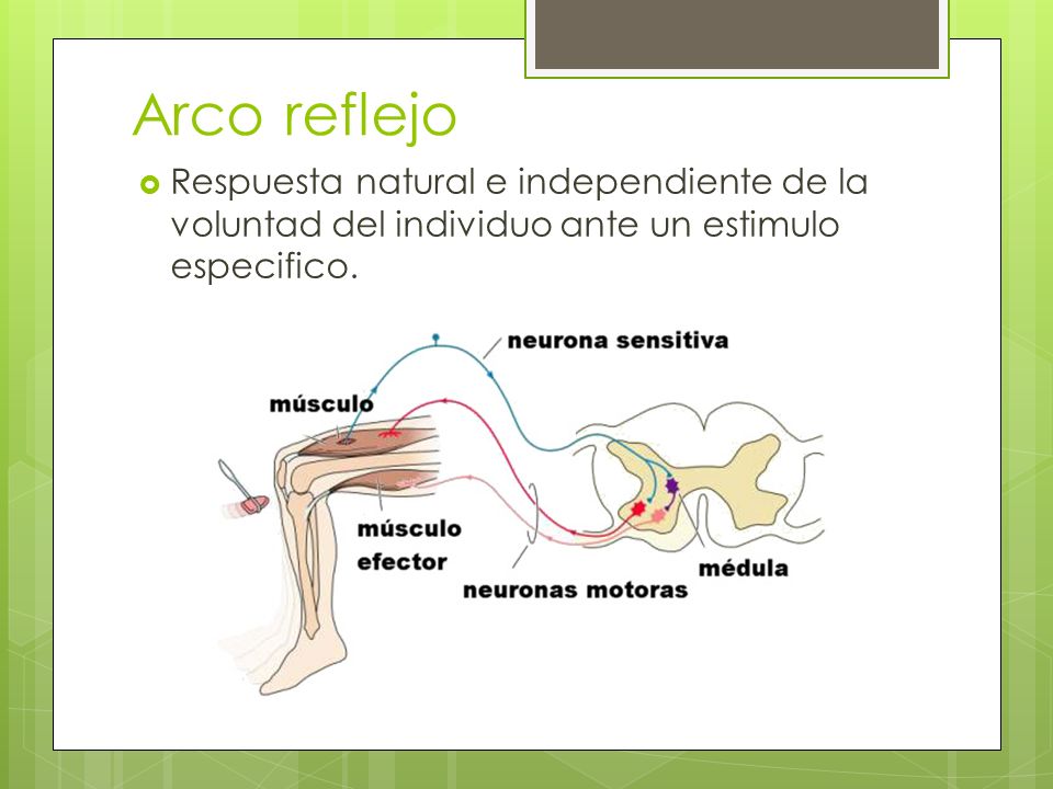 Arco reflejo Respuesta natural e independiente de la voluntad del individuo ante un estimulo especifico.