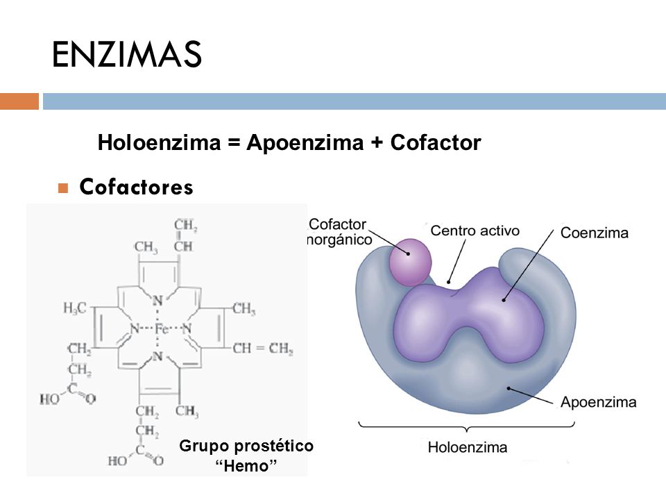 ENZIMAS Holoenzima = Apoenzima + Cofactor Cofactores Grupo prostético