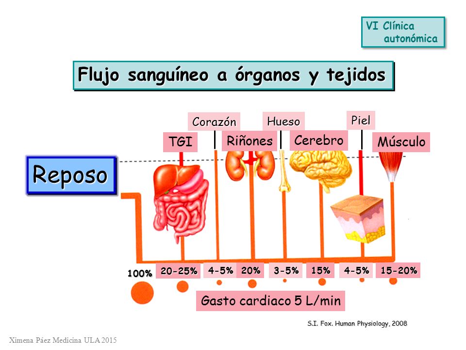 Reposo Flujo sanguíneo a órganos y tejidos TGI Riñones Cerebro Músculo