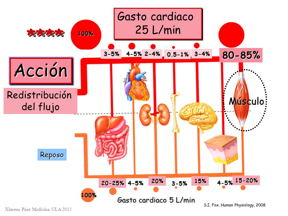 **** Acción Gasto cardiaco 25 L/min 80-85% Redistribución del flujo
