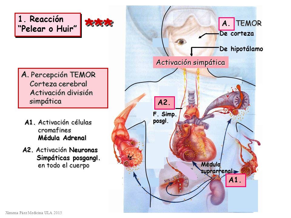 *** 1. Reacción Pelear o Huir A. Percepción TEMOR A. TEMOR
