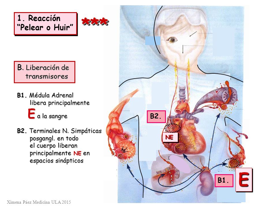 *** E E a la sangre 1. Reacción Pelear o Huir B. Liberación de