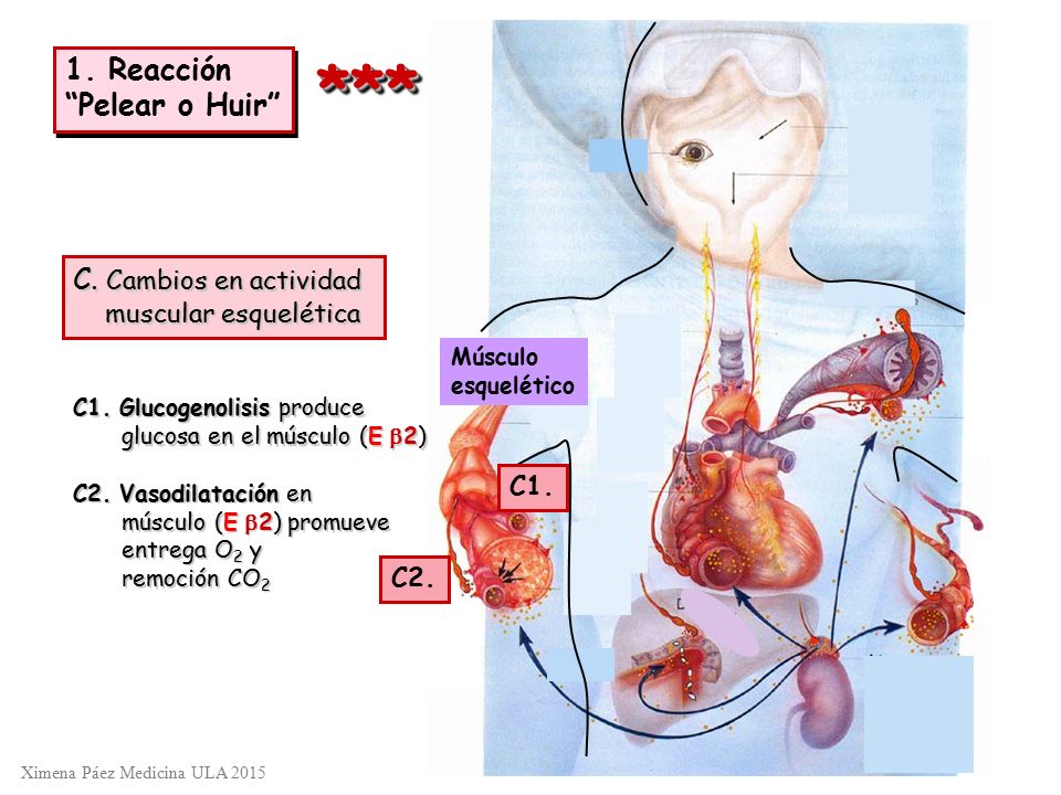 *** 1. Reacción Pelear o Huir C. Cambios en actividad