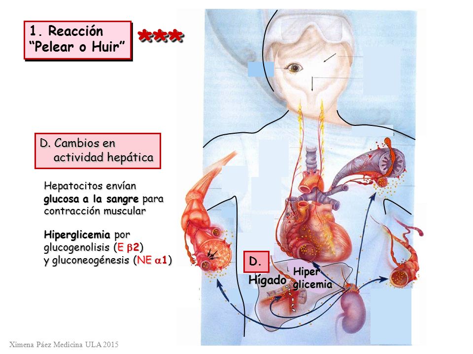 *** 1. Reacción Pelear o Huir D. Cambios en actividad hepática D.