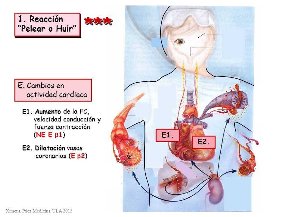 *** 1. Reacción Pelear o Huir E. Cambios en actividad cardiaca E1.