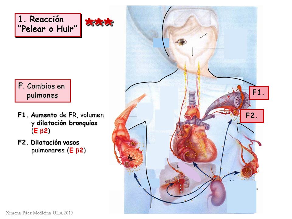 *** 1. Reacción Pelear o Huir F. Cambios en pulmones F1. F2.