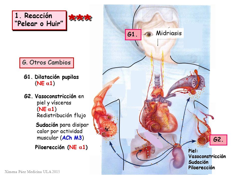 *** 1. Reacción Pelear o Huir Midriasis G1. G. Otros Cambios G2.
