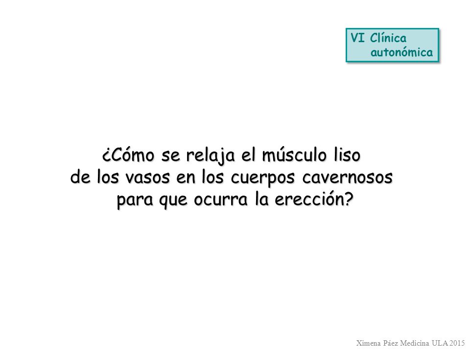 ¿Cómo se relaja el músculo liso de los vasos en los cuerpos cavernosos
