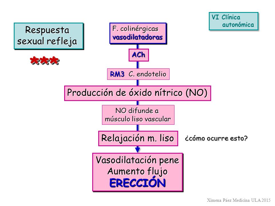 *** ERECCIÓN Respuesta sexual refleja Producción de óxido nítrico (NO)